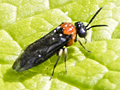 Eutomostethus ephippium